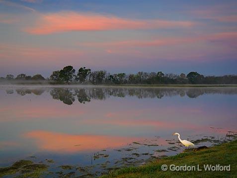 Egret Fishing At Sunrise_45424.jpg - Great Egret (Ardea alba)Photographed near Breaux Bridge, Louisiana, USA.